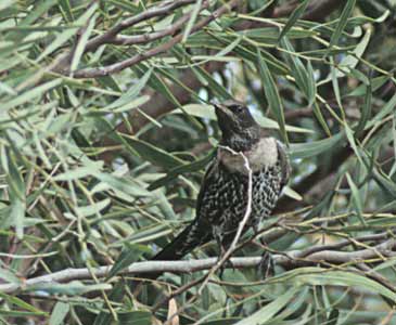 Ring Ouzel (Turdus torquatus) photo image