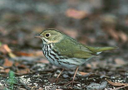 Ovenbird (Seiurus aurocapilla) photo image