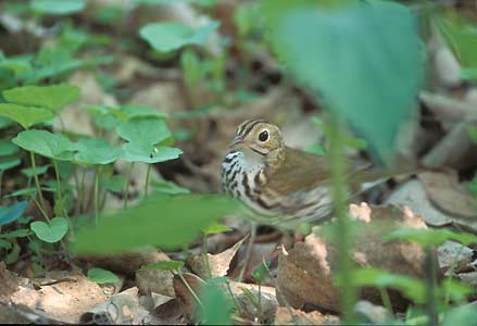 Ovenbird (Seiurus aurocapilla) photo image
