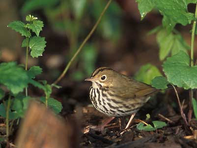 Ovenbird (Seiurus aurocapilla) photo image