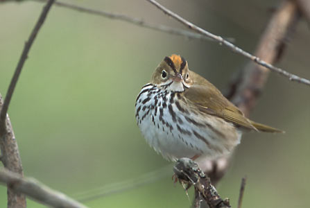 Ovenbird (Seiurus aurocapilla) photo image