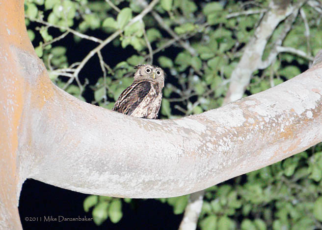 Akun Eagle-Owl (Bubo leucostictus) photo image