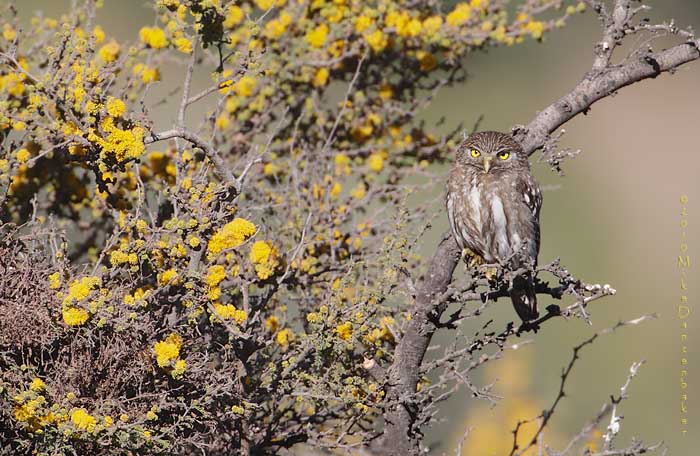 Austral Pygmy-Owl (Glaucidium nana) photo image