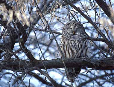 Barred Owl (Strix varia) photo image