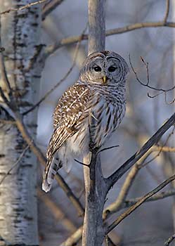 Barred Owl (Strix varia) photo image