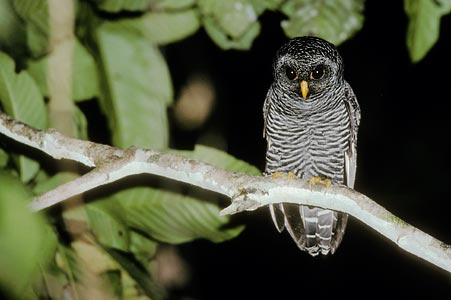 Black-banded Owl (Strix huhula) photo image