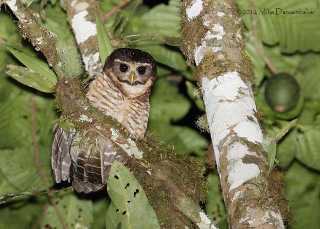 Band-bellied Owl (Pulsatrix melanota) photo