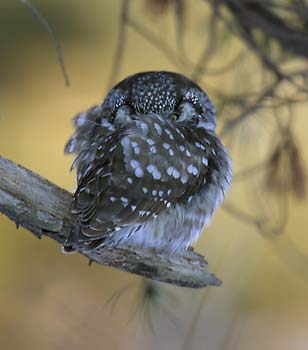 Boreal Owl (Aegolius funereus) photo image