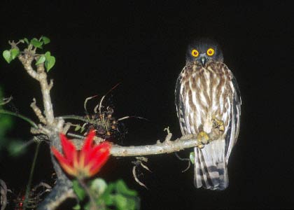 Brown Hawk-Owl (Ninox scutulata) photo image