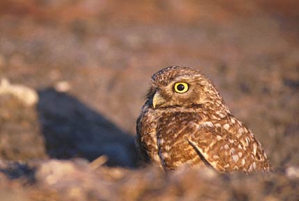 Burrowing Owl (Athene cunicularia) photo image