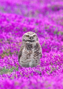 Burrowing Owl (Athene cunicularia) photo image