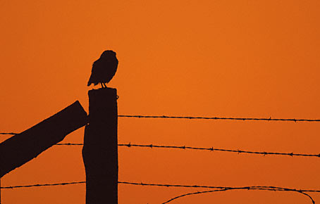Burrowing Owl (Athene cunicularia) photo