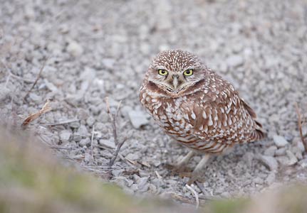 Burrowing Owl (Athene cunicularia) photo image