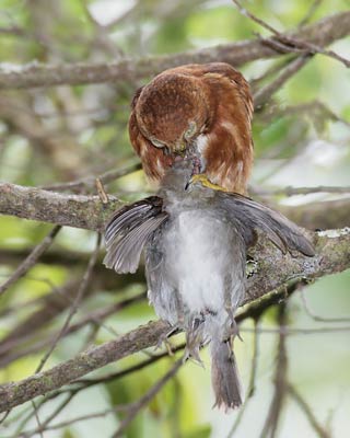 Costa Rican Pygmy-Owl (Glaucidium costaricanum) photo image