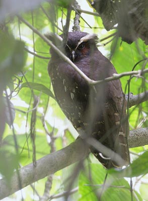 Crested Owl (Lophostrix cristata) photo