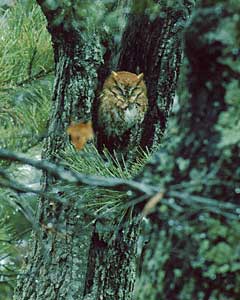 Eastern Screech Owl (Megascops asio) photo image