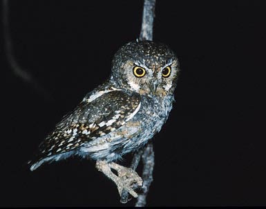 Elf Owl (Micrathene whitneyi) photo image