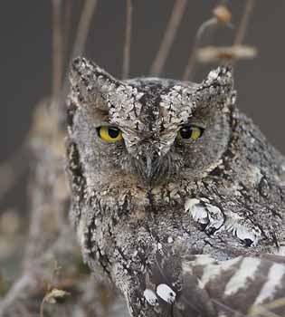Eurasian Scops Owl (Otus scops) photo image