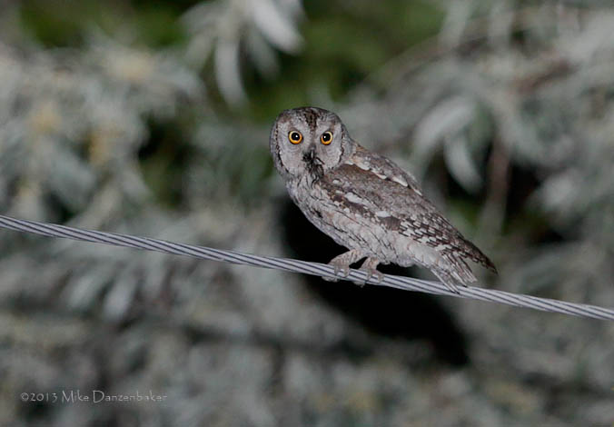 Eurasian Scops Owl (Otus scops) photo