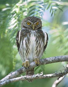 Ferruginous Pygmy-Owl (Glaucidium brasilianum) photo image