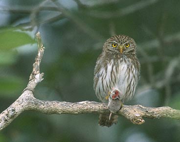 Ferruginous Pygmy-Owl (Glaucidium brasilianum) photo image
