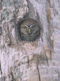 Ferruginous Pygmy-Owl (Glaucidium brasilianum) photo image