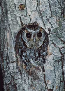 Flammulated Owl (Megascops flammeolus) photo image