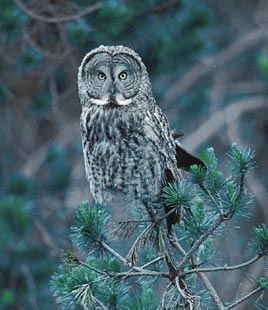 Great Gray Owl (Strix nebulosa) photo image