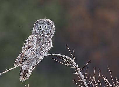 Great Gray Owl (Strix nebulosa) photo image