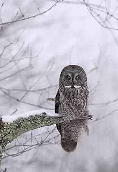 Great Gray Owl (Strix nebulosa) photo image