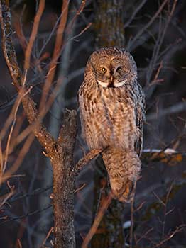 Great Gray Owl (Strix nebulosa) photo image