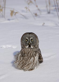 Great Gray Owl (Strix nebulosa) photo image