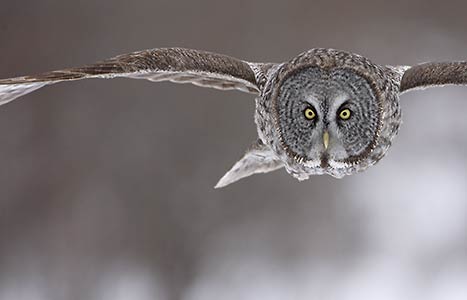 Great Gray Owl (Strix nebulosa) photo