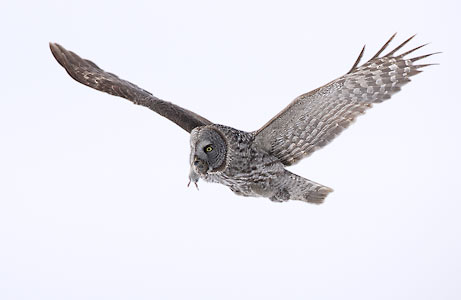 Great Gray Owl (Strix nebulosa) photo image