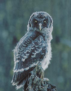 Great Gray Owl (Strix nebulosa) photo image