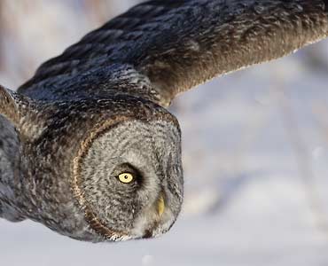 Great Gray Owl (Strix nebulosa) photo image