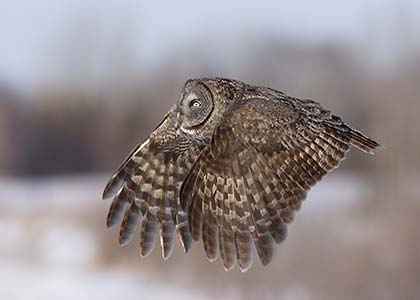 Great Gray Owl (Strix nebulosa) photo image
