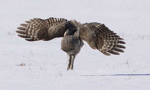 Great Gray Owl (Strix nebulosa) photo image