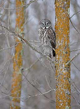 Great Gray Owl (Strix nebulosa) photo image