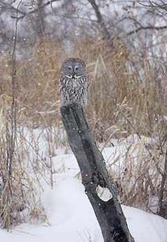 Great Gray Owl (Strix nebulosa) photo image