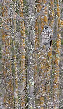 Great Gray Owl (Strix nebulosa) photo image