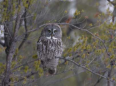 Great Gray Owl (Strix nebulosa) photo image