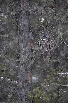 Great Gray Owl (Strix nebulosa) photo image