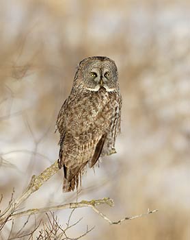 Great Gray Owl (Strix nebulosa) photo image