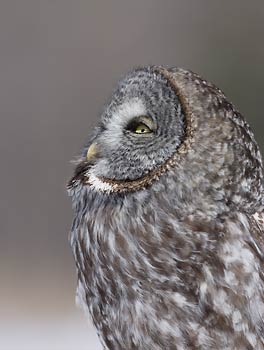 Great Gray Owl (Strix nebulosa) photo image