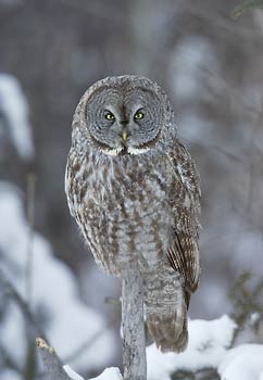 Great Gray Owl (Strix nebulosa) photo image