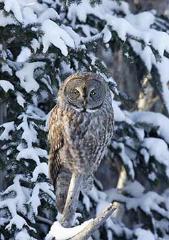 Great Gray Owl (Strix nebulosa) photo image