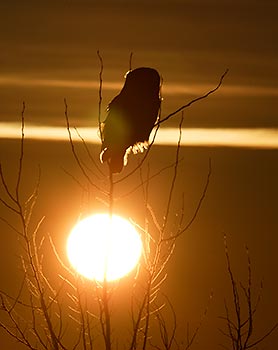 Great Gray Owl (Strix nebulosa) photo image