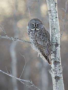 Great Gray Owl (Strix nebulosa) photo image