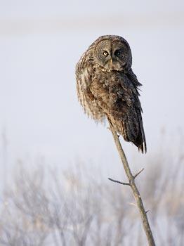 Great Gray Owl (Strix nebulosa) photo image